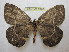  ( - BC-EvS 1376)  @11 [ ] Copyright (2010) Eric Van Schayck Research Collection of Eric Van Schayck