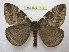  (Paradirphia andicola - BC-EvS 1419)  @15 [ ] Copyright (2010) Eric Van Schayck Research Collection of Eric Van Schayck