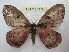  ( - BC-EvS 1475)  @13 [ ] Copyright (2010) Eric Van Schayck Research Collection of Eric Van Schayck
