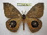  ( - BC-EvS 1507)  @13 [ ] Copyright (2010) Eric Van Schayck Research Collection of Eric Van Schayck