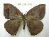  (Janiodes ecoxapampa - BC-EvS 1650)  @14 [ ] Copyright (2010) Eric Van Schayck Research Collection of Eric Van Schayck