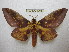  ( - BC-EvS 1702)  @14 [ ] Copyright (2010) Eric Van Schayck Research Collection of Eric Van Schayck