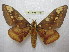  (Citheronia - BC-EvS 1831)  @15 [ ] Copyright (2010) Eric Van Schayck Research Collection of Eric Van Schayck
