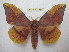  (Eacles oslari - BC-EvS 1866)  @15 [ ] Copyright (2010) Eric Van Schayck Research Collection of Eric Van Schayck