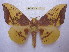  ( - BC-EvS 1872)  @15 [ ] Copyright (2010) Eric Van Schayck Research Collection of Eric Van Schayck