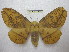  (Eacles imperialis opaca - BC-EvS 1881)  @11 [ ] Copyright (2010) Eric Van Schayck Research Collection of Eric Van Schayck