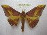  (Eacles lauroi - BC-EvS 1886)  @15 [ ] Copyright (2010) Eric Van Schayck Research Collection of Eric Van Schayck