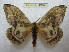 ( - BC-EvS 1957)  @14 [ ] Copyright (2010) Eric Van Schayck Research Collection of Eric Van Schayck