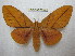  (Adeloneivaia cayennsis - BC-EvS 2214)  @15 [ ] Copyright (2010) Eric Van Schayck Research Collection of Eric Van Schayck