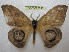  ( - BC-EvS 2247)  @13 [ ] Copyright (2010) Eric Van Schayck Research Collection of Eric Van Schayck