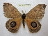  ( - BC-EvS 2248)  @14 [ ] Copyright (2010) Eric Van Schayck Research Collection of Eric Van Schayck
