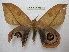  ( - BC-EvS 2252)  @13 [ ] Copyright (2010) Eric Van Schayck Research Collection of Eric Van Schayck