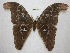  (Attacus caesar - BC-EvS 2347)  @14 [ ] Copyright (2010) Eric Van Schayck Research Collection of Eric Van Schayck