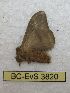  ( - BC-EvS 3820)  @12 [ ] No Rights Reserved (2014) Eric van Schayck Unspecified