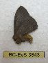  (Hylesia napoex - BC-EvS 3843)  @13 [ ] No Rights Reserved (2014) Eric van Schayck Unspecified