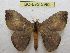  (Hylesia dellerbai - BC-EvS 3982)  @15 [ ] No Rights Reserved (2014) Eric van Schayck Unspecified