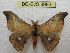  (Hylesia winbrechlini - BC-EvS 3983)  @14 [ ] No Rights Reserved (2014) Eric van Schayck Unspecified