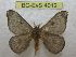  (Hylesia piurex - BC-EvS 4012)  @14 [ ] No Rights Reserved (2014) Eric van Schayck Unspecified