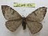  (Hylesia sanmartinex - BC-EvS 4014)  @15 [ ] No Rights Reserved (2014) Eric van Schayck Unspecified