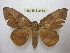  ( - BC-EvS 2438)  @13 [ ] Copyright (2010) Eric Van Schayck Research Collection of Eric Van Schayck