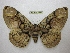  (Brahmaea hearsyi - BC-EvS 2512)  @14 [ ] Copyright (2012) Eric van Schayck Unspecified