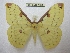  (Loepa taipeishanis - BC-EvS 2804)  @14 [ ] Copyright (2012) Eric van Schayck Unspecified