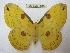  (Loepa kuangtungensis - BC-EvS 2815)  @14 [ ] Copyright (2012) Eric van Schayck Unspecified