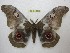  (Imbrasia macrothyris - BC-EvS 3646)  @11 [ ] © (2016) Eric van Schayck Unspecified