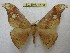  (Goodia praedicta - BC-EvS 3670)  @14 [ ] © (2016) Eric van Schayck Unspecified