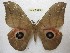  ( - BC-EvS 3672)  @13 [ ] © (2016) Eric van Schayck Unspecified