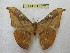  (Solus parvifenestratus sinjaevi - BC-EvS 3677)  @11 [ ] © (2016) Eric van Schayck Unspecified