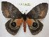 (Automeris egeus - BC-EvS 4220)  @14 [ ] No Rights Reserved (2015) Eric van Schayck Unspecified