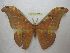  (Antheraea siriae - BC-EvS 4508)  @14 [ ] No Rights Reserved (2015) Eric van Schayck Unspecified