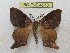  (Neocercophana - BC-EvS 4573)  @13 [ ] © (2016) Eric van Schayck Unspecified
