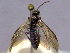  ( - CCDB-21342-F10)  @12 [ ] CreativeCommons - Attribution (2012) CBG Photography Group Pacific Forestry Centre