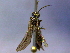  ( - CCDB-21342-G10)  @12 [ ] CreativeCommons - Attribution (2012) CBG Photography Group Pacific Forestry Centre