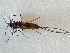  (Xeris morrisoni - CCDB-21342-C11)  @13 [ ] CreativeCommons - Attribution (2012) CBG Photography Group Pacific Forestry Centre