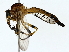  ( - BIOUG85245-B08)  @11 [ ] CreativeCommons - Attribution (2022) CBG Photography Group Centre for Biodiversity Genomics