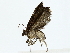  ( - BIOUG85245-C06)  @11 [ ] CreativeCommons - Attribution (2022) CBG Photography Group Centre for Biodiversity Genomics