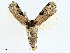  ( - BIOUG97792-B05)  @11 [ ] CreativeCommons - Attribution (2023) CBG Photography Group Centre for Biodiversity Genomics