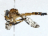  ( - CBG-A00363-G11)  @11 [ ] CreativeCommons - Attribution (2023) CBG Photography Group Centre for Biodiversity Genomics