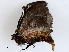  ( - CBG-A02878-C04)  @11 [ ] CreativeCommons - Attribution (2023) CBG Photography Group Centre for Biodiversity Genomics