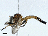  ( - CBG-A02897-G12)  @11 [ ] CreativeCommons - Attribution (2023) CBG Photography Group Centre for Biodiversity Genomics