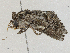  ( - CBG-A01162-D02)  @11 [ ] CreativeCommons - Attribution (2023) CBG Photography Group Centre for Biodiversity Genomics