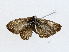  ( - CBG-A04436-B02)  @11 [ ] CreativeCommons - Attribution (2023) CBG Photography Group Centre for Biodiversity Genomics