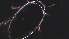  ( - Dytiscidae aff. freddana_ 22-03-2023)  @11 [ ] Unspecified (default): All Rights Reserved  Unspecified Unspecified