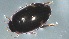  ( - Dytiscidae aff. freddana_ 22-03-2023)  @11 [ ] Unspecified (default): All Rights Reserved  Unspecified Unspecified