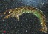  ( - Rhyacophila tristis)  @11 [ ] Unspecified (default): All Rights Reserved  Unspecified Unspecified