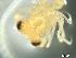  (Parasesarma leptosoma - SA _Recruit_Gen_Sample_12)  @11 [ ] CreativeCommons - Attribution Non-Commercial No Derivatives (2013) Bruce Mostert Rhodes University
