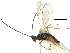  (Pachystigmus - NGS-00073-A06)  @11 [ ] CreativeCommons - Attribution Non-Commercial Share-Alike (2017) Sergey Belokobylskij Russian Academy of Sciences, Zoological Institute